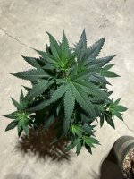IMG_3274.jpeg