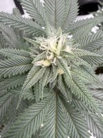 IMG_3287.jpeg