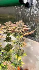 IMG_4024.jpeg