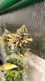 IMG_4017.jpeg