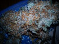 DSC00371_Original.jpeg