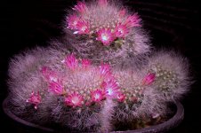 STACKED CACTUS 1.jpg