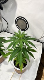 IMG_4223.jpeg
