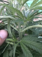IMG_0032.jpeg