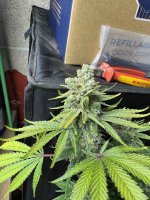 IMG_1116.jpeg