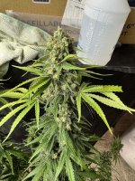 IMG_1115.jpeg