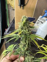 IMG_1118.jpeg