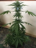 IMG_3033.jpeg
