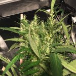 IMG_3837.jpeg