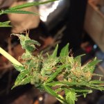 IMG_4007.jpeg