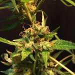 IMG_3973.jpeg