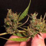 IMG_4076.jpeg