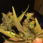 IMG_4074.jpeg