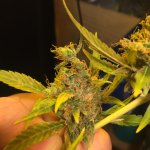 IMG_4072.jpeg