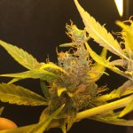 IMG_4071.jpeg