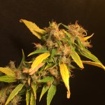 IMG_4068.jpeg