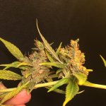 IMG_4069.jpeg
