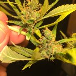 IMG_4067.jpeg