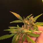 IMG_4070.jpeg