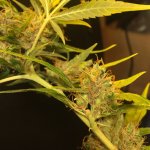 IMG_4065.jpeg