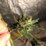IMG_4059.jpeg