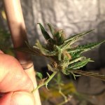 IMG_4058.jpeg