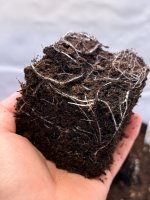 roots.jpg roots.jpg