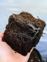 roots2.JPG roots2.JPG