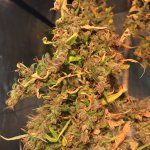 IMG_4213.jpeg