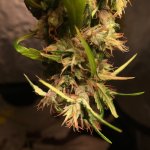 IMG_4202.jpeg
