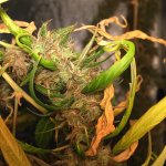 IMG_4205.jpeg