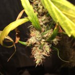 IMG_4206.jpeg