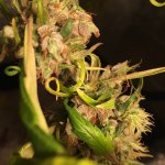 IMG_4198.jpeg