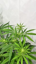IMG_4349.jpeg