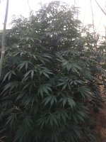 IMG_3792.jpeg IMG_3792.jpeg