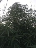 IMG_3795.jpeg IMG_3795.jpeg