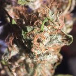 IMG_4472.jpeg