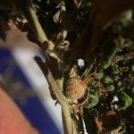 IMG_4473.jpeg