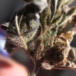 IMG_4468.jpeg