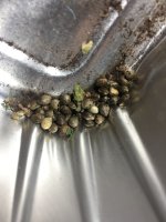 IMG_3517.jpeg