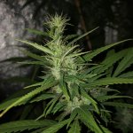 IMG_7447.jpeg