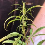 IMG_7065.jpeg