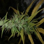 IMG_7736.jpeg