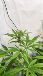 IMG_4381.jpeg