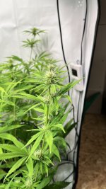 IMG_4380.jpeg