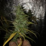 IMG_7739.jpeg