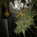 IMG_7740.jpeg