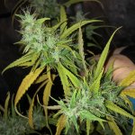 IMG_7746.jpeg