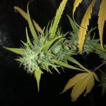 IMG_7747.jpeg
