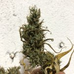 IMG_7822.jpeg